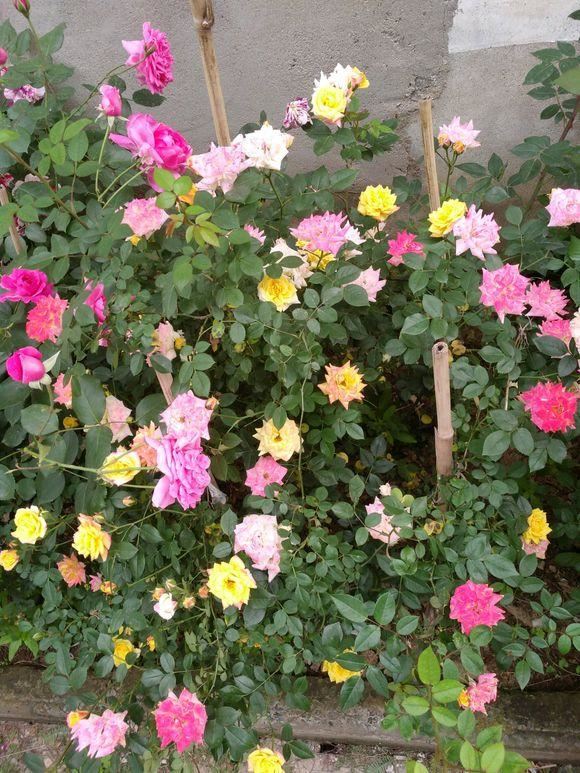 家里这花太神奇，开花后会变颜色，跟颜料染过似的