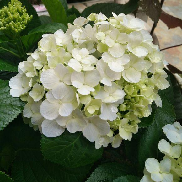 家里这花太神奇，开花后会变颜色，跟颜料染过似的