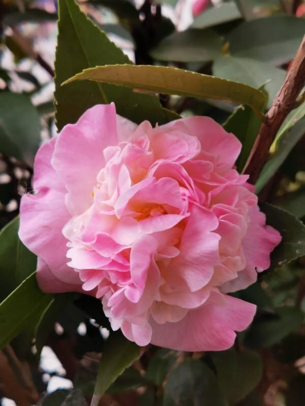 中国人特喜欢的“10种花”，家里养1种，富贵满堂迎好运