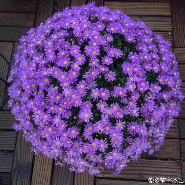 太贵的花别买，这6种小草花，随便剪剪就开爆