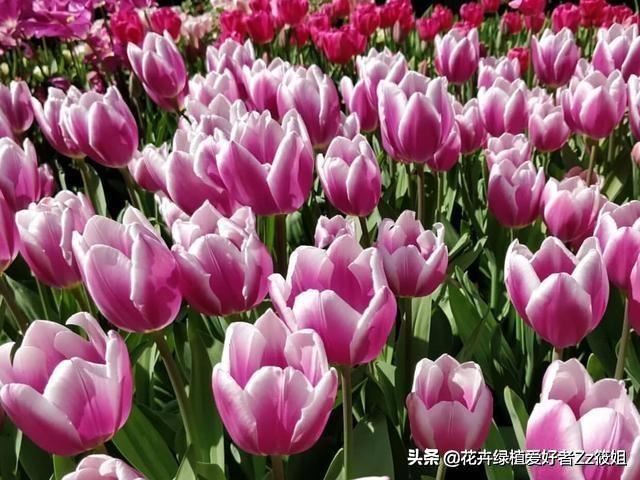 郁金香家庭养护小百科