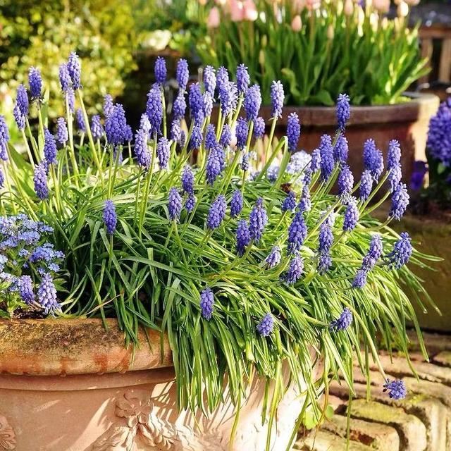 这五种花开了，预示着春回大地，花开时繁花满枝，五彩斑斓