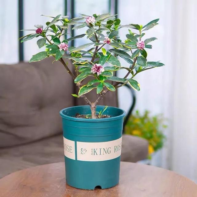 这五种花开了，预示着春回大地，花开时繁花满枝，五彩斑斓