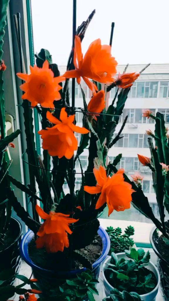 邻居养的令箭荷花，每次都能开20朵，到底咋养的