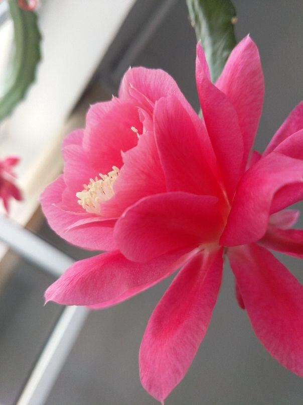 邻居养的令箭荷花，每次都能开20朵，到底咋养的
