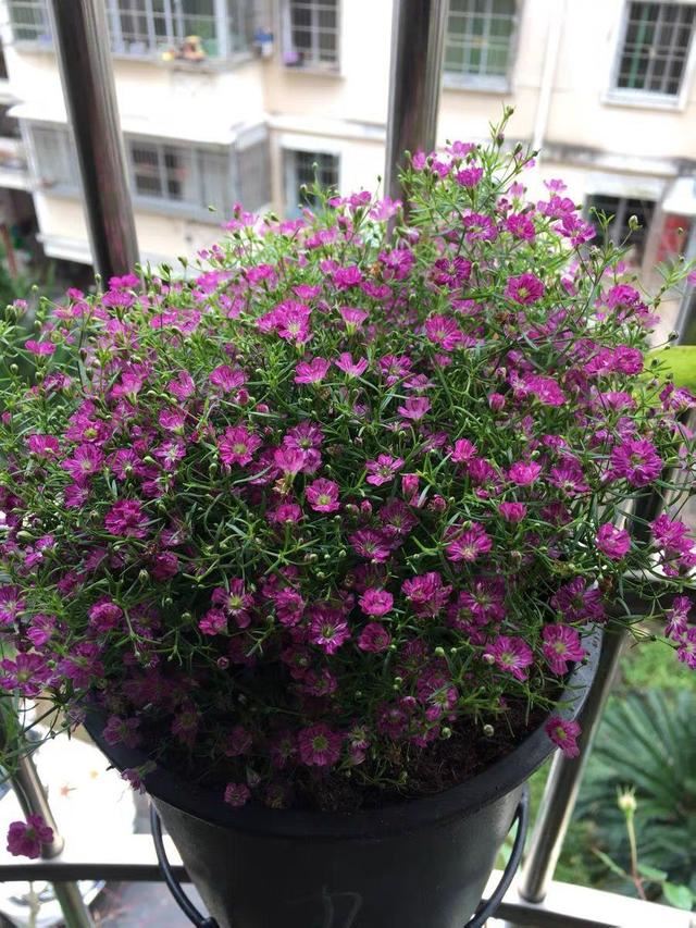 养这花不占地，盆盆开爆，阳台再小也能变花海