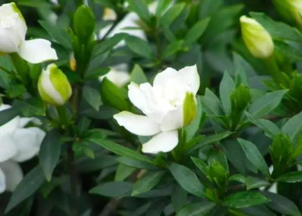 5种本木花卉,随便在家养一盆,瞬间提升档次 5种本木花卉,随便在家养一盆,瞬间提升档次