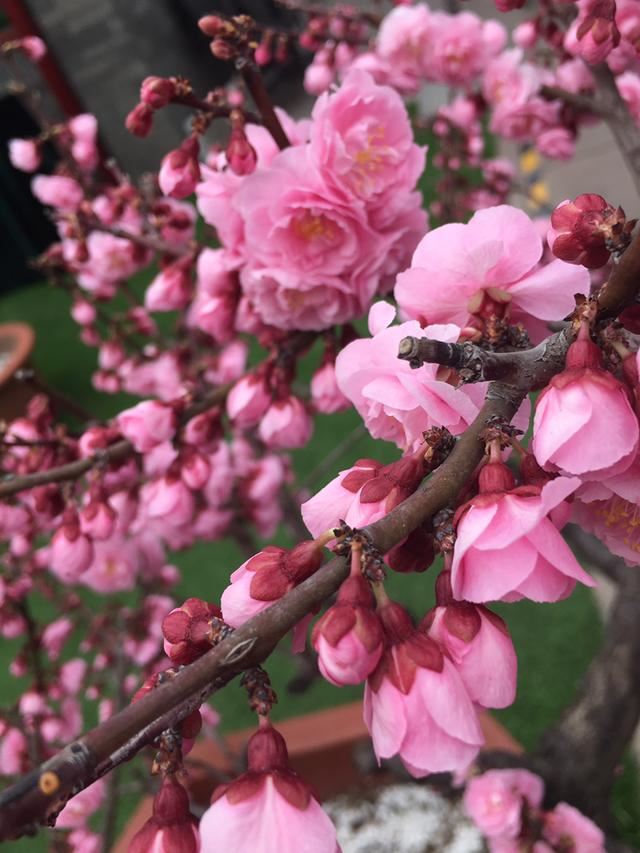 中国人特喜欢的“10种花”，家里养1种，富贵满堂迎好运