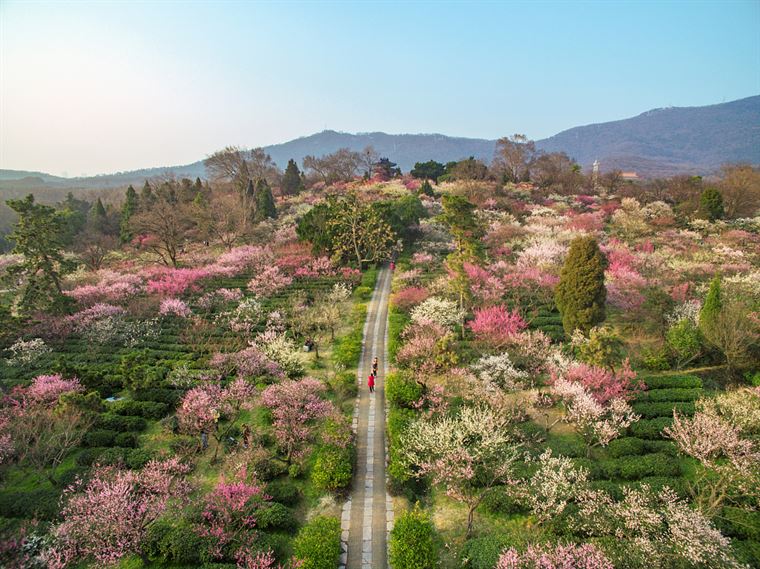“寻香地图”上线，追逐各城春日里的花花世界