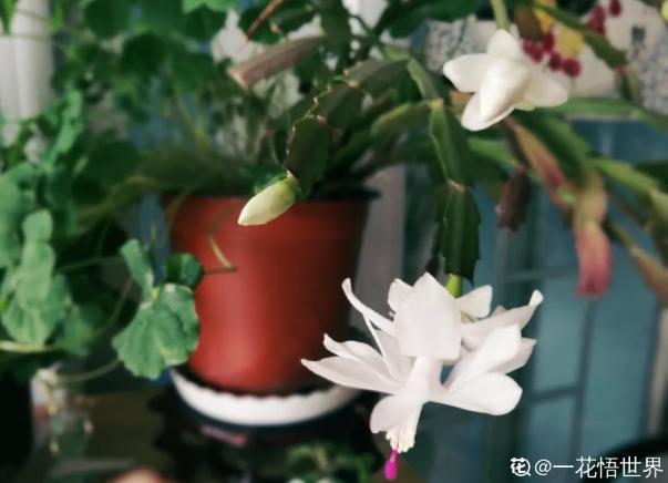 家里这花太神奇，开花后会变颜色，跟颜料染过似的