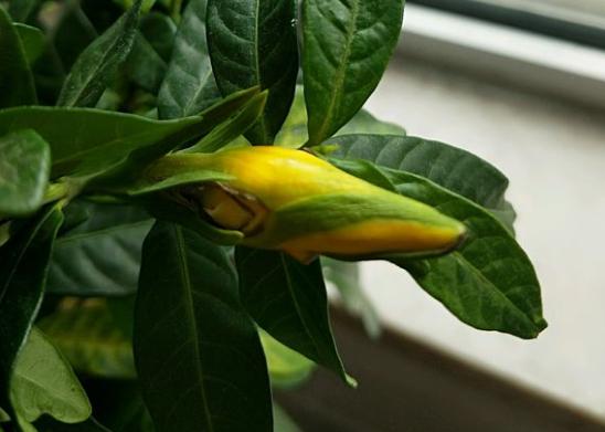 家里这花太神奇，开花后会变颜色，跟颜料染过似的