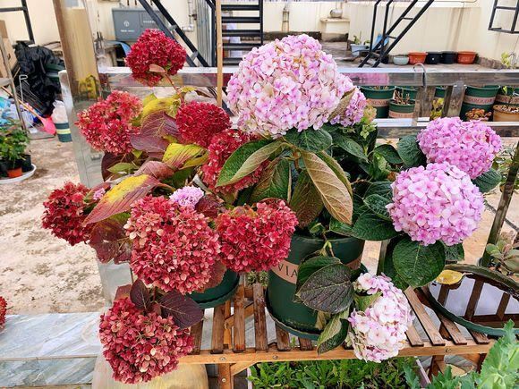 家里这花太神奇，开花后会变颜色，跟颜料染过似的