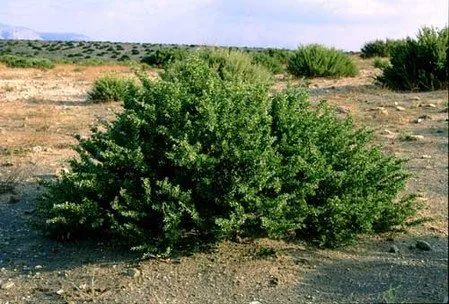 守护祖国绿水青山，无人机在行动