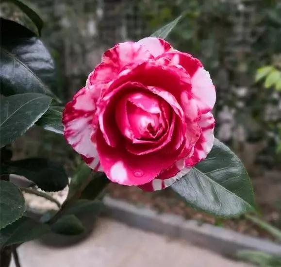 5种本木花卉,随便在家养一盆,瞬间提升档次 5种本木花卉,随便在家养一盆,瞬间提升档次