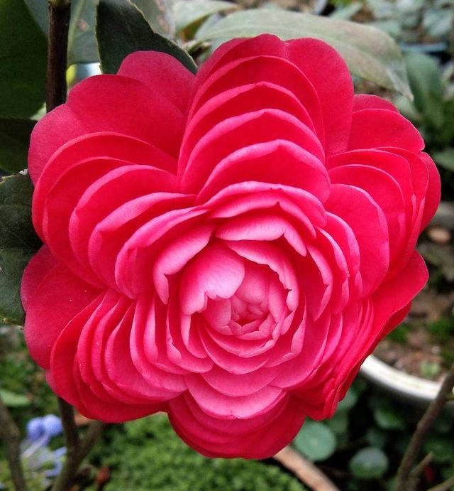 中国人特喜欢的“10种花”，家里养1种，富贵满堂迎好运