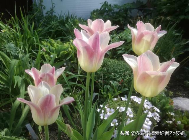 郁金香家庭养护小百科
