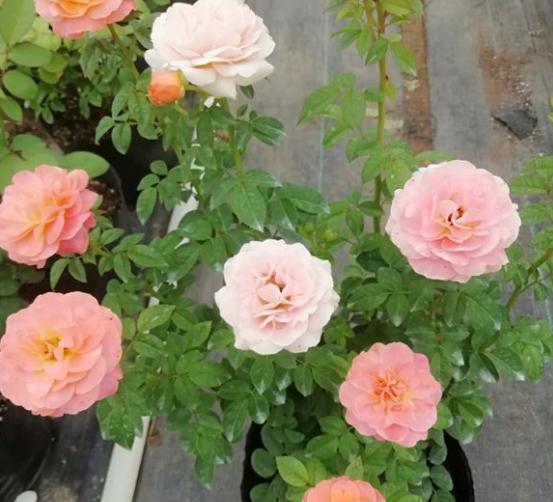 家里这花太神奇，开花后会变颜色，跟颜料染过似的