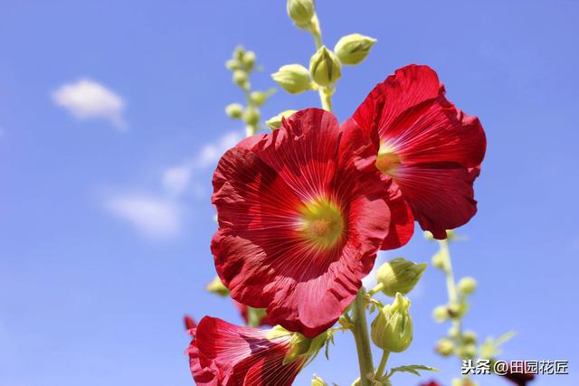 蜀葵，栽种简单，比小木槿好看，注意这样养护，即可年年开满花园