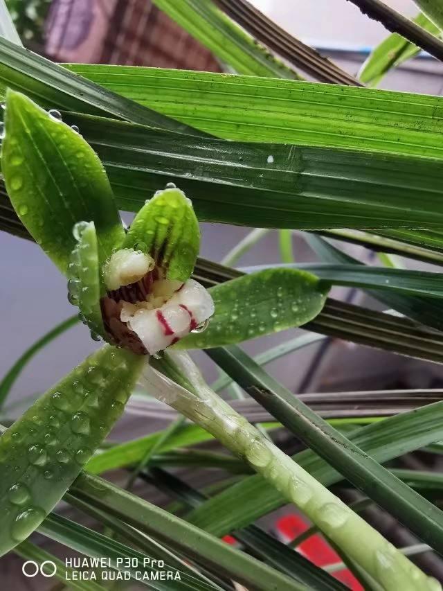 中国人特喜欢的“10种花”，家里养1种，富贵满堂迎好运