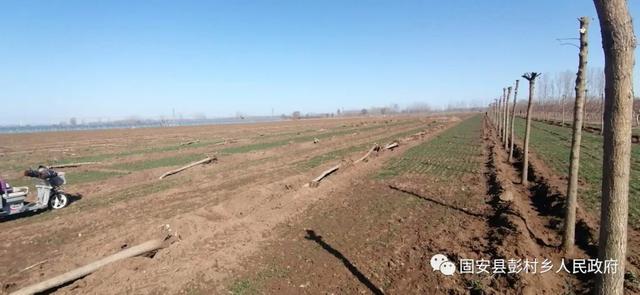 忙乘东风去造林——彭村乡抢抓时节迅速掀起造林热潮