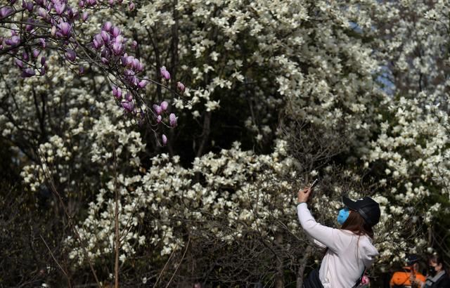 西安：春花春景春意浓