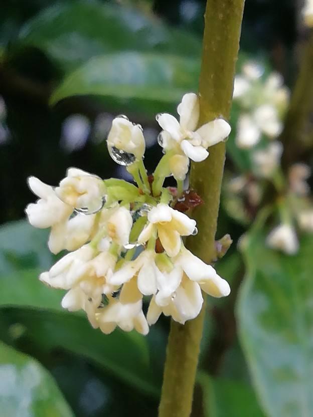 中国人特喜欢的“10种花”，家里养1种，富贵满堂迎好运