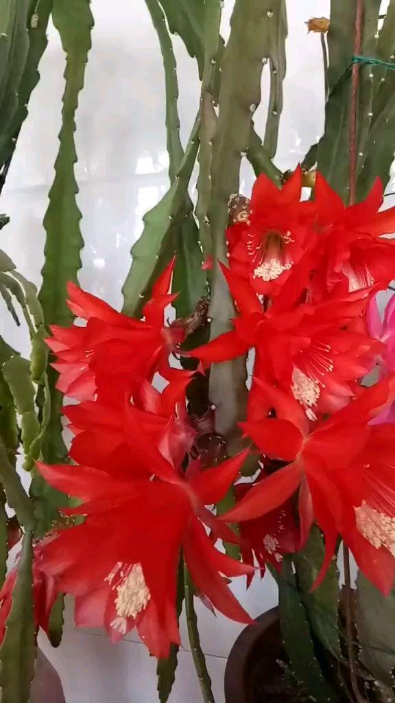 邻居养的令箭荷花，每次都能开20朵，到底咋养的
