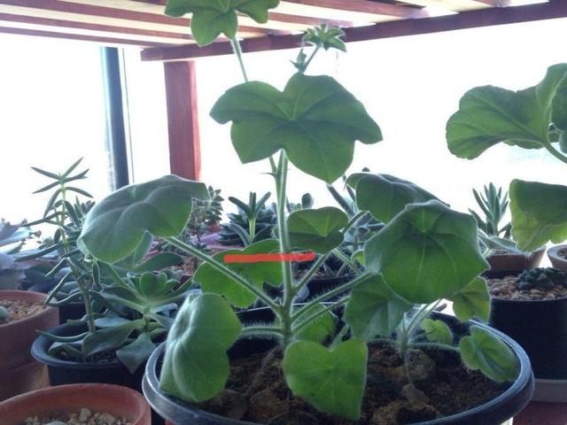 10种花，3月播种长最快，晚了还要等半年