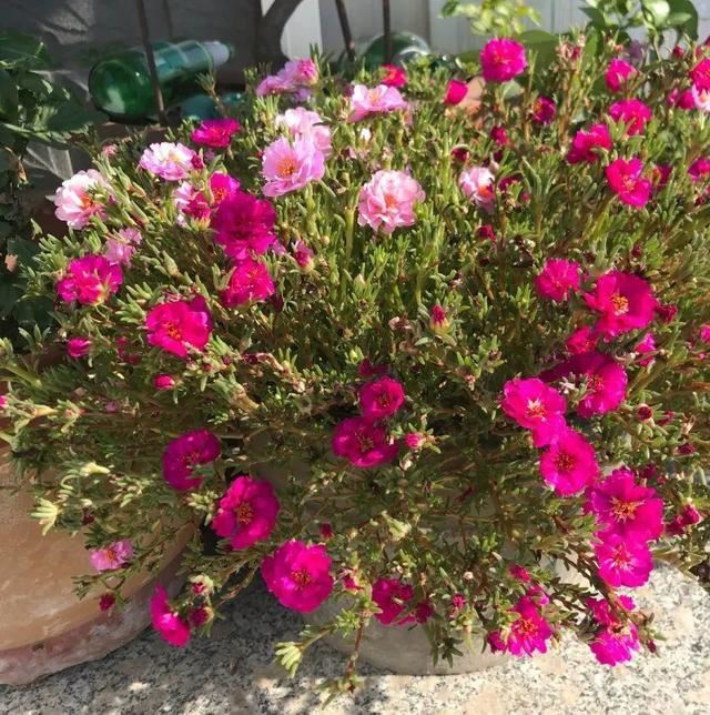 10种花，3月播种长最快，晚了还要等半年