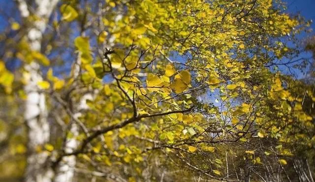 苗木人必须了解的2020年绿化苗木新要求!一起欣赏下三月的樱花吧 苗木人必须了解的2020年绿化苗木新要求!一起欣赏下三月的樱花吧