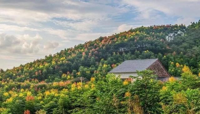 苗木人必须了解的2020年绿化苗木新要求!一起欣赏下三月的樱花吧 苗木人必须了解的2020年绿化苗木新要求!一起欣赏下三月的樱花吧