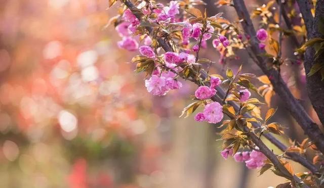 苗木人必须了解的2020年绿化苗木新要求!一起欣赏下三月的樱花吧 苗木人必须了解的2020年绿化苗木新要求!一起欣赏下三月的樱花吧