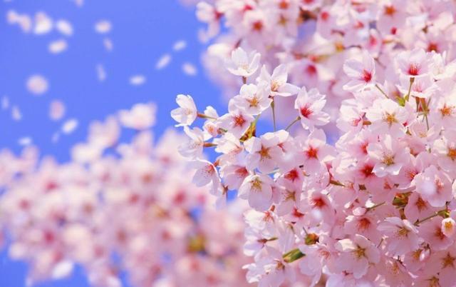 苗木人必须了解的2020年绿化苗木新要求!一起欣赏下三月的樱花吧 苗木人必须了解的2020年绿化苗木新要求!一起欣赏下三月的樱花吧