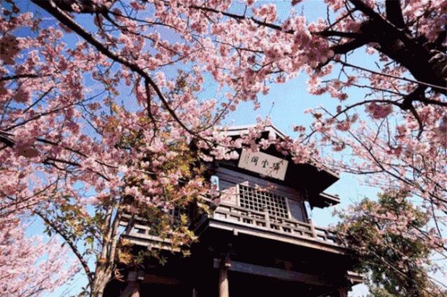 苗木人必须了解的2020年绿化苗木新要求!一起欣赏下三月的樱花吧 苗木人必须了解的2020年绿化苗木新要求!一起欣赏下三月的樱花吧