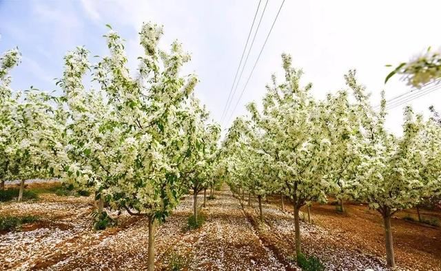 苗木人必须了解的2020年绿化苗木新要求!一起欣赏下三月的樱花吧 苗木人必须了解的2020年绿化苗木新要求!一起欣赏下三月的樱花吧