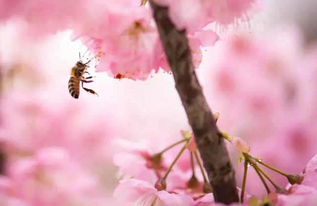 苗木人必须了解的2020年绿化苗木新要求!一起欣赏下三月的樱花吧 苗木人必须了解的2020年绿化苗木新要求!一起欣赏下三月的樱花吧
