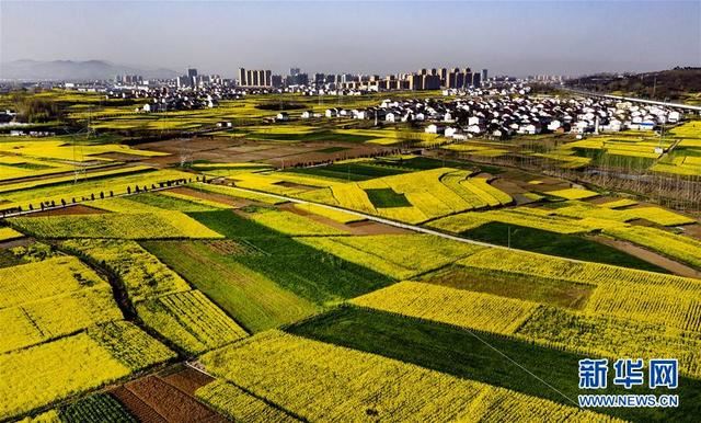 陕西洋县:油菜花开美如画 陕西洋县:油菜花开美如画