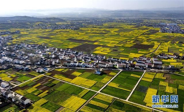陕西洋县:油菜花开美如画 陕西洋县:油菜花开美如画