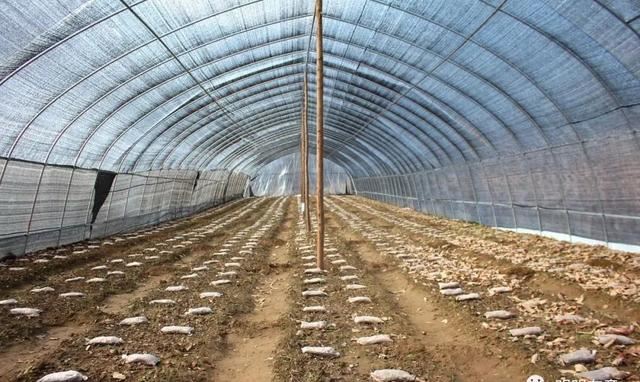 市州动态▕ 陇南市生态环境局产业帮扶见成效,羊肚菌助农走向致富路~ 市州动态▕ 陇南市生态环境局产业帮扶见成效,羊肚菌助农走向致富路~