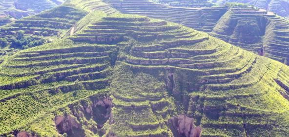 庆城县发展苗林产业助推生态扶贫