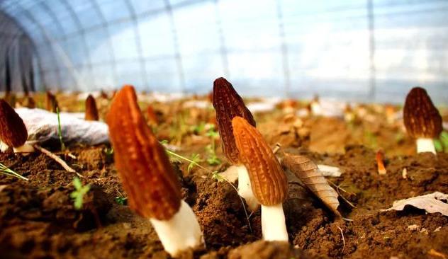 市州动态▕ 陇南市生态环境局产业帮扶见成效,羊肚菌助农走向致富路~ 市州动态▕ 陇南市生态环境局产业帮扶见成效,羊肚菌助农走向致富路~