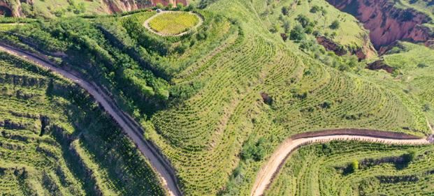 庆城县发展苗林产业助推生态扶贫