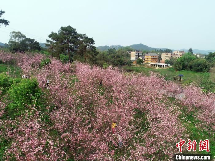 广西南宁:浪漫樱花催热乡村旅游 广西南宁:浪漫樱花催热乡村旅游