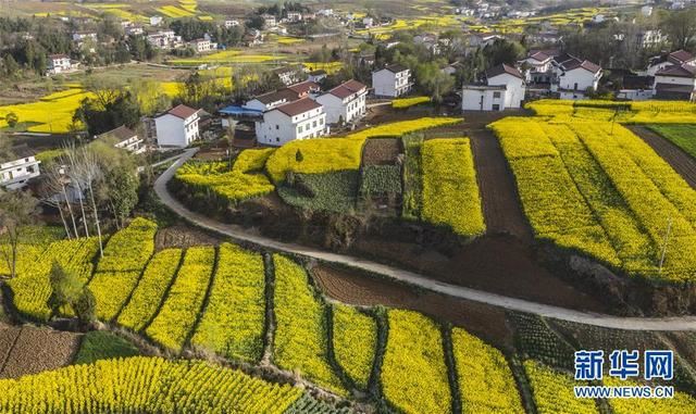 陕西洋县:油菜花开美如画 陕西洋县:油菜花开美如画