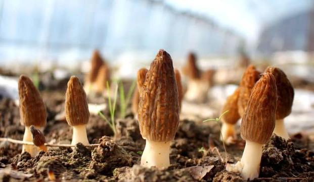 市州动态▕ 陇南市生态环境局产业帮扶见成效,羊肚菌助农走向致富路~ 市州动态▕ 陇南市生态环境局产业帮扶见成效,羊肚菌助农走向致富路~