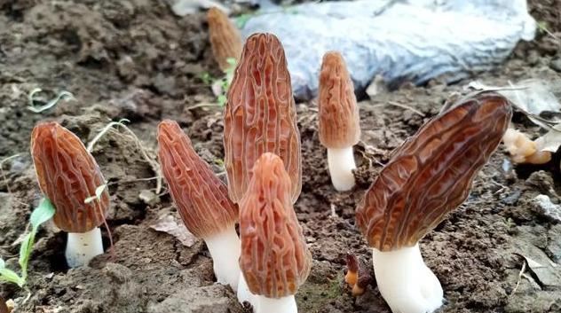 市州动态▕ 陇南市生态环境局产业帮扶见成效,羊肚菌助农走向致富路~ 市州动态▕ 陇南市生态环境局产业帮扶见成效,羊肚菌助农走向致富路~