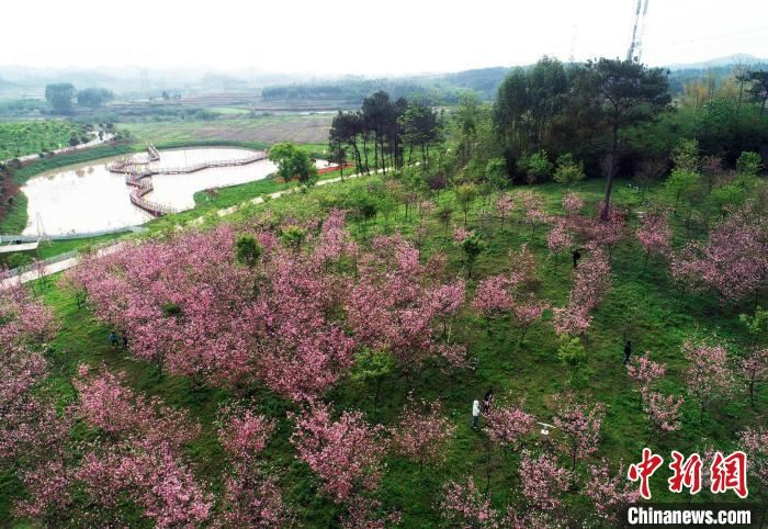 广西南宁:浪漫樱花催热乡村旅游 广西南宁:浪漫樱花催热乡村旅游
