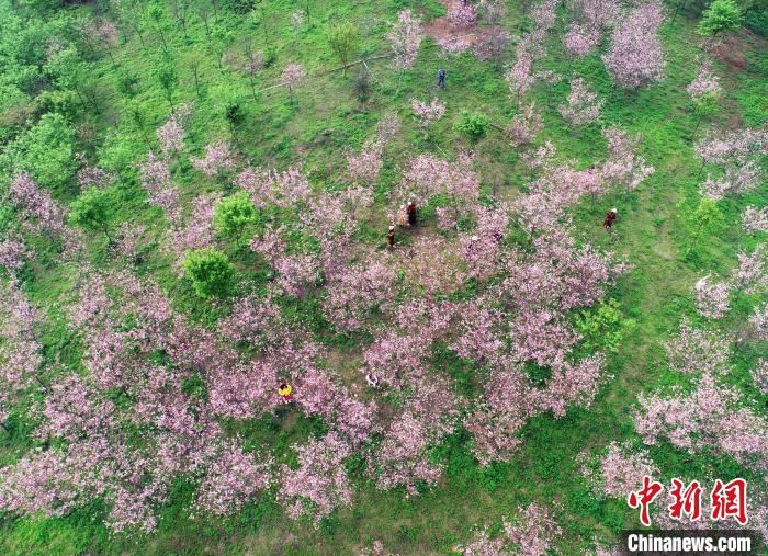 广西南宁:浪漫樱花催热乡村旅游 广西南宁:浪漫樱花催热乡村旅游