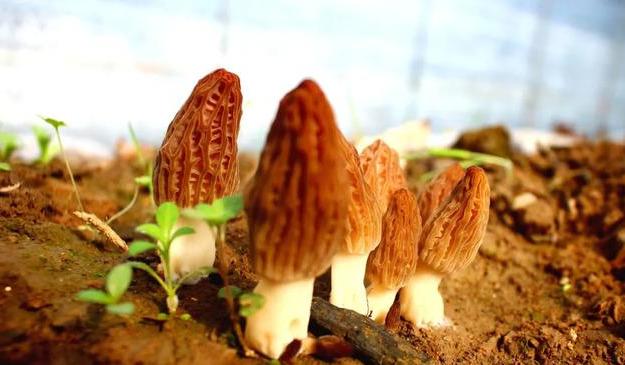 市州动态▕ 陇南市生态环境局产业帮扶见成效,羊肚菌助农走向致富路~ 市州动态▕ 陇南市生态环境局产业帮扶见成效,羊肚菌助农走向致富路~