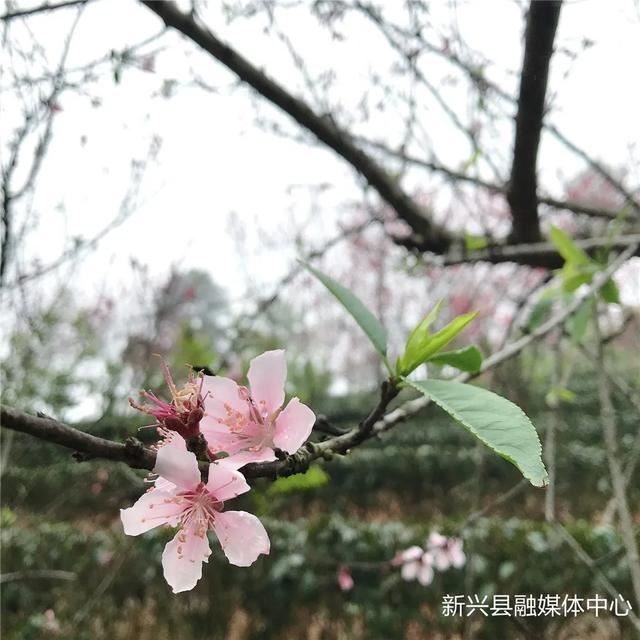 数千株桃花盛开，惊艳整个春天